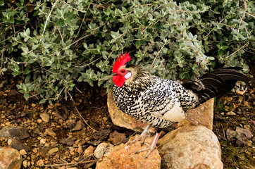 cock chicken hen  plymouth, rock black white colors