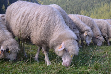 Owce i barany na Podhalu, Polana Kalatówki