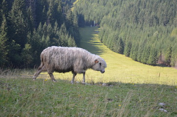 Owce i barany na Podhalu, Polana Kalatówki