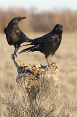 Carrion crow. Corvus corone