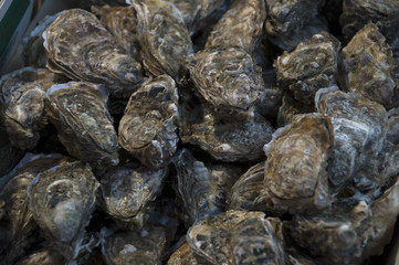 oysters in shell in Normandy at the fish market in March