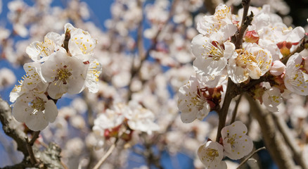 branch of an apricot tree, fruit, full of pink flower in full bloom, on agricultural farm where produces fruit, petals, march, spring, sun, Lombardy, Italy