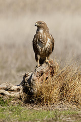 Common buzzard. Buteo buteo