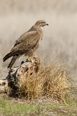 Common buzzard. Buteo buteo