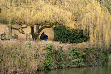 English Graveyard with willow hanging over tombstones and park bench