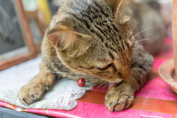 ストリート・キャット・猫