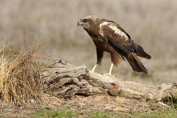 Young female of Western marsh harrier. Circus aeroginosus