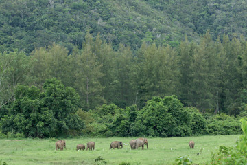 Naklejka premium Asiatic Elephant is big five animal in asia