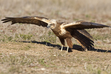 Young maleof  Western marsh harrier. Circus aeroginosus