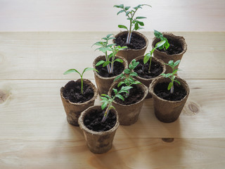 Seedlings in peat pots on a wooden table.