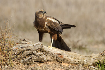 Young female of Western marsh harrier. Circus aeroginosus