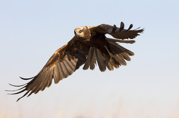 Young male of Western marsh harrier. Circus aeroginosus