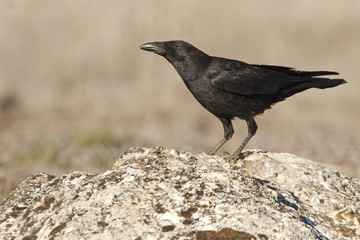 Carrion crow. Corvus corone