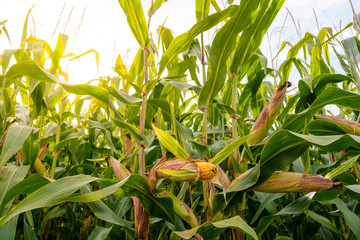Mature ears of corn in a field with visible yellow grains.