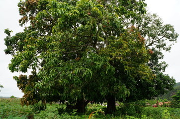 Fototapeta na wymiar Großer Mangobaum Kuba
