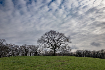 Baum als Solitär