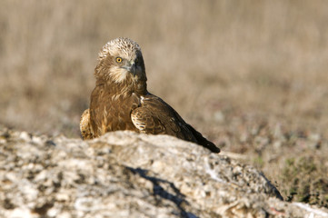 Young male of Western marsh harrier. Circus aeroginosus