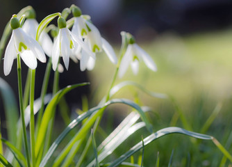 Makro Aufnahme von Schneeglöckchen im Frühling 
