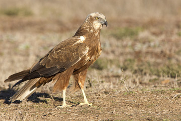 Young male of Western marsh harrier. Circus aeroginosus