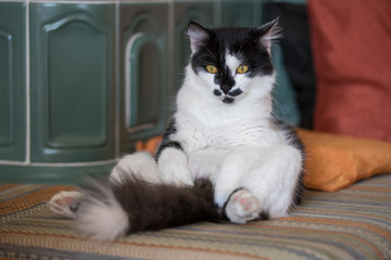 cat sitting homeoffice mental empty 