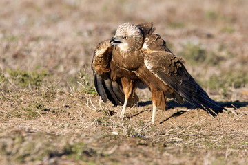 Young male of Western marsh harrier. Circus aeroginosus