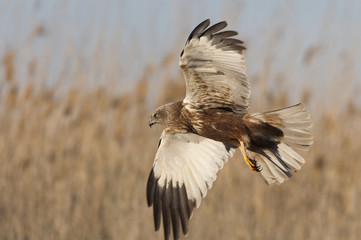 Adul male of Western marsh harrier. Circus aeroginosus