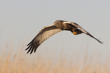 Adul male of Western marsh harrier. Circus aeroginosus