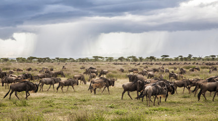 Naklejka na ściany i meble Wildebeest migration in the wet season in the Serengeti National Park in Tanzania