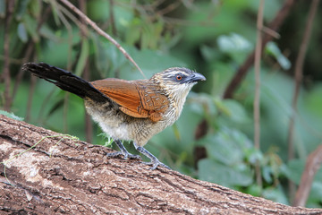 White-browed coucal on a branch in Lake Manyara National Park in Tanzania