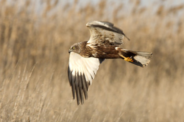 Adul male of Western marsh harrier. Circus aeroginosus
