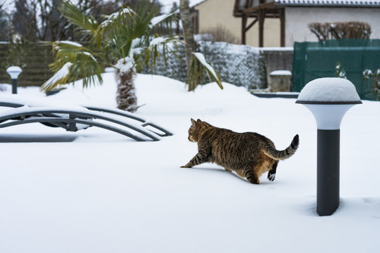 chat dans la neige