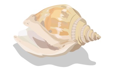 Vector Seashell