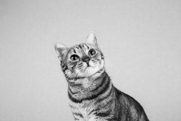 portrait of a young beautiful cat isolated on white background. He has brown and black fur and green eyes. Home, indoors. Lifestyle