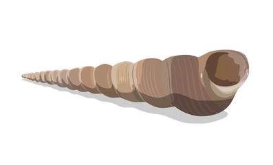 Vector Seashell