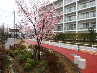 桜　悪天　降雪