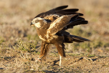 Young male of Western marsh harrier. Circus aeroginosus