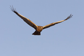 Young male of Western marsh harrier. Circus aeroginosus