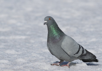 Dove