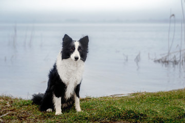 Obraz na płótnie Canvas border collie dog walk in the park
