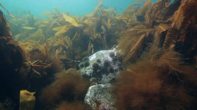 Sea Hedgehogs underwater on seabed in Barents Sea in Russia. Diving in cold water on background of blue lagoon. Relax video about marine animals in world of wildlife.