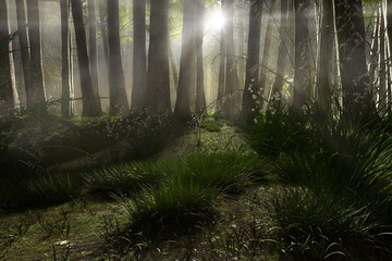 Naklejka premium Wald Lichtung im Morgennebel