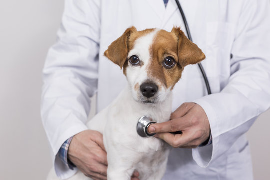 young veterinarian man examining a cute small dog by using stethoscope, isolated on white background. Indoors