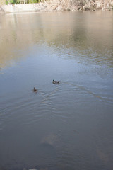 ducks on lake