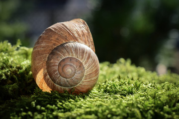 Haus einer Weinbergschnecke im Moos Natur Hintergrund Wald oder Garten