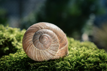Weinbergschnecke Gehäuse im Moos im Frühling