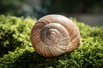 Wunderschöne Weinbergschnecke im Moos in der Sonne