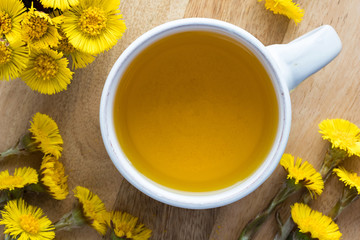 Coltsfoot (Tussilago farfara) tea with fresh coltsfoot flowers