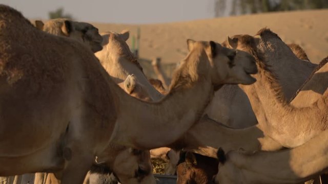 Camels eating and chewing 