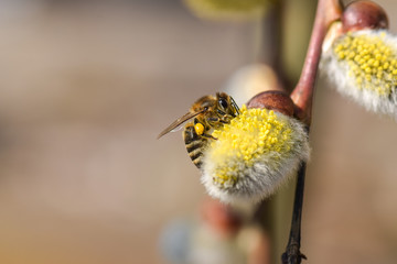 Honigbiene mit gelben Pollen auf Weidenkätzchen im Frühling