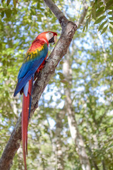 Red Macaw